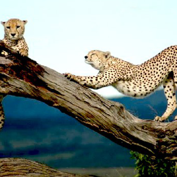 12 DAYS COMBINED KENYA AND TANZANIA BUDGET GROUP JOINING SAFARI